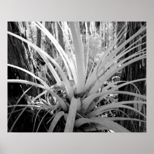 Póster Tillandsia epífita es común en la Florida,