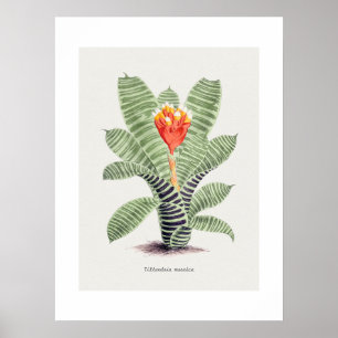 Póster Tillandsia Musaica, por J. Nugent Fitch - Poster