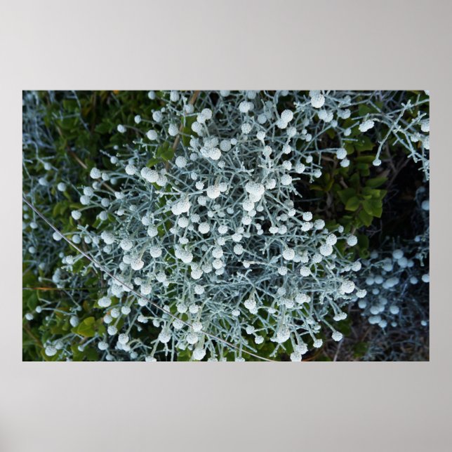 Póster Timeless Journey (Frente)