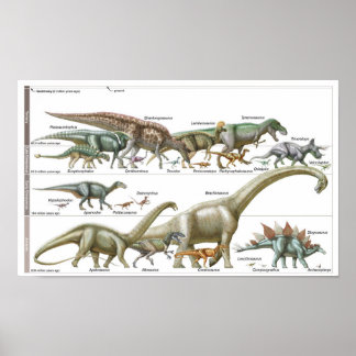 Póster Timeline of the dinosaurs Jurassic Biology