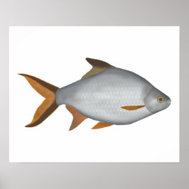 Póster Tinfoil Barb