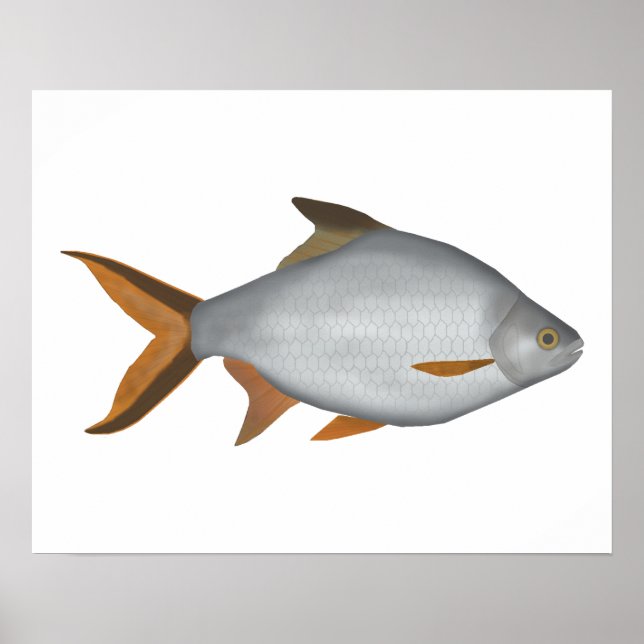 Póster Tinfoil Barb (Frente)