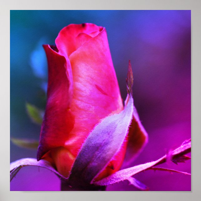 Póster Tinta de color Rosebud Close (Frente)