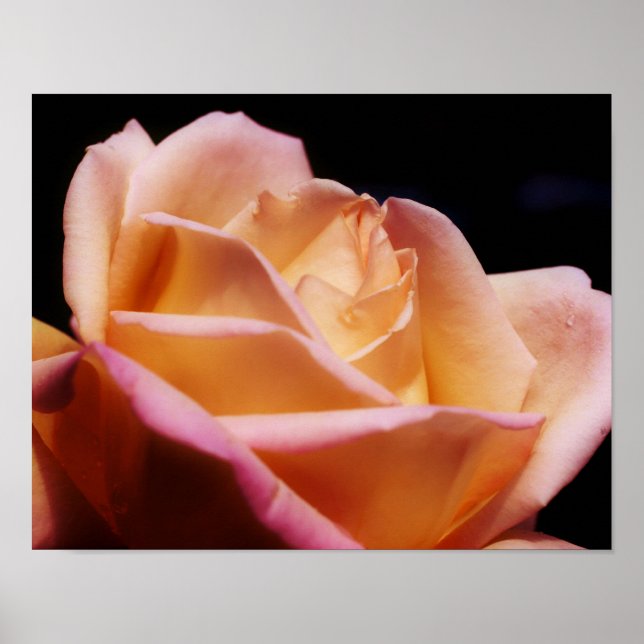Póster Tinted Yellow Rosebud Flower (Frente)