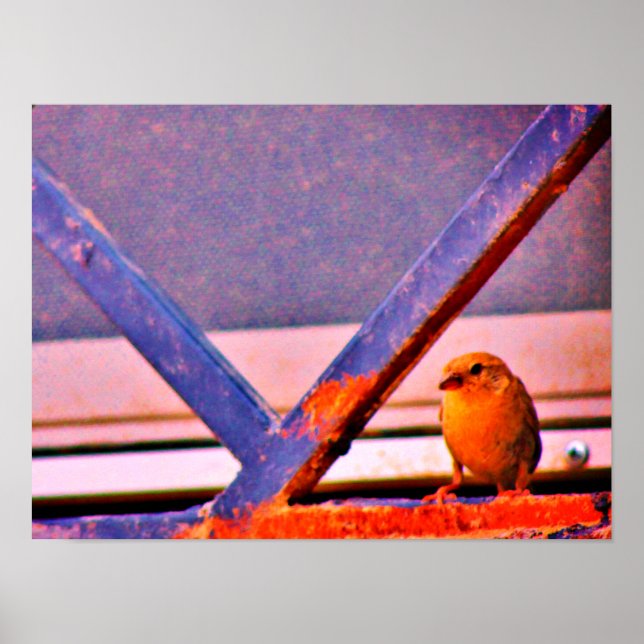 Póster Tiny Finch (Frente)