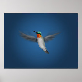 Póster Tiny Illustrated Hummingbird