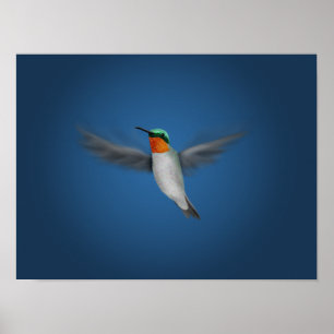 Póster Tiny Illustrated Hummingbird