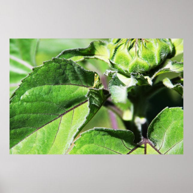 Póster Tiny Mantis (Frente)