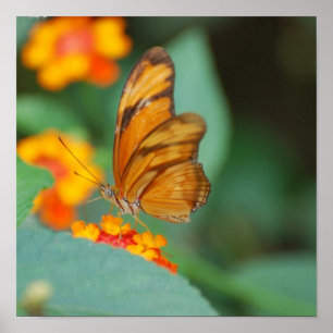 Póster Tiny Orange Butterfly Poster