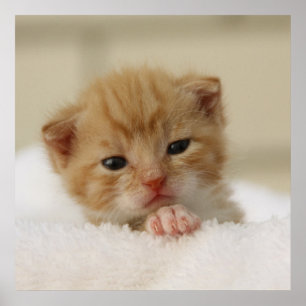Póster Tiny Orange Kitten