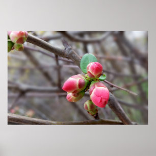 Póster tiny red buds