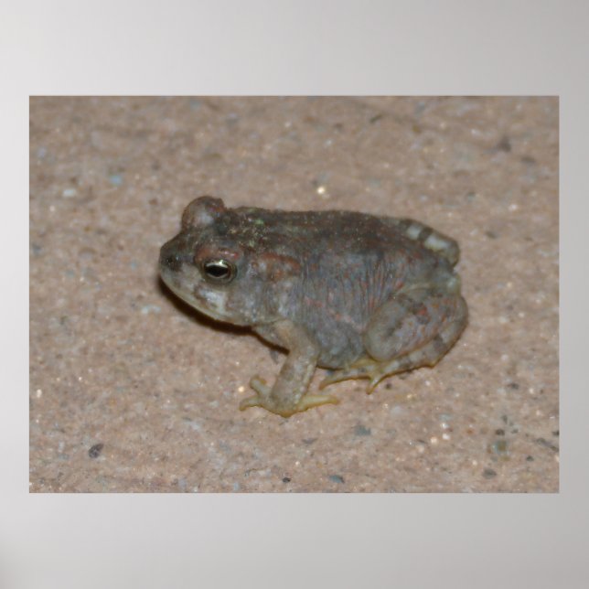 Póster Tiny Toad (Frente)