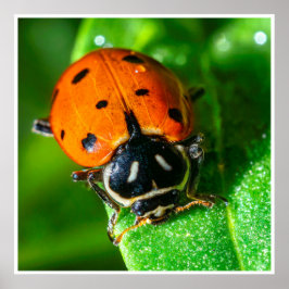 Póster Tiny Traveler: Ladybug on a Leaf