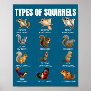 Póster Tipos De Ardillas Gráfico De Identificación Especi
