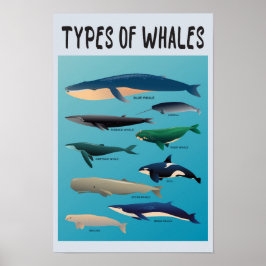 Póster Tipos de ballenas Océano Variedad Mammal