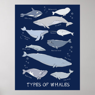Póster Tipos de Ballenas Poster de Variedades Mamíferas O