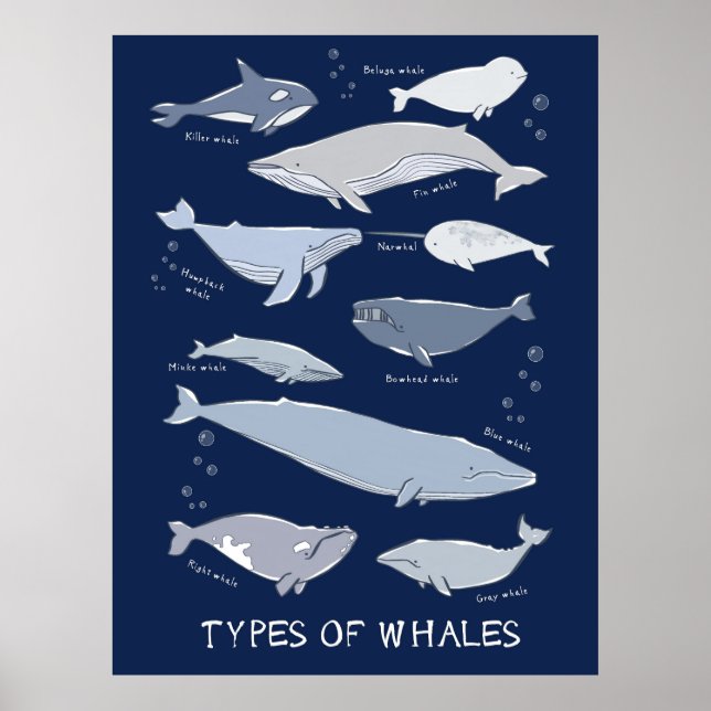 Póster Tipos de Ballenas Poster de Variedades Mamíferas O (Frente)
