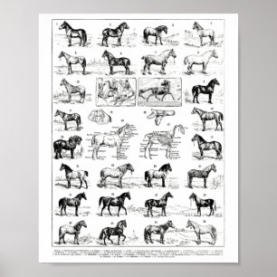 Póster Tipos de Caballos de Raza de Caballo Ridi
