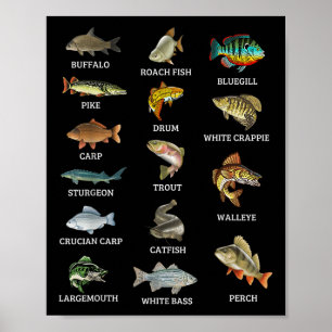 Póster Tipos de especies de peces de agua dulce Pesca pes