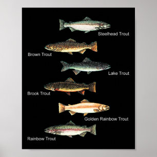Póster Tipos de especies de truchas colección de pesca