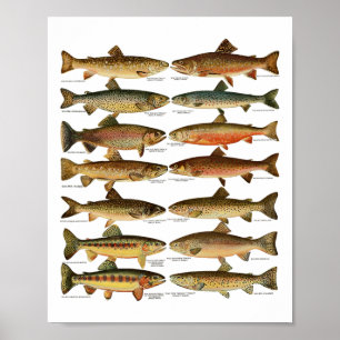 Póster Tipos de especies de truchas Regalo de pesca