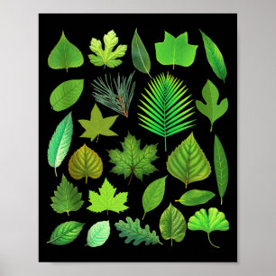 Póster Tipos de hojas de árboles Biología Naturaleza Educ