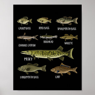 Póster Tipos de peces de agua dulce Clasificación Especie