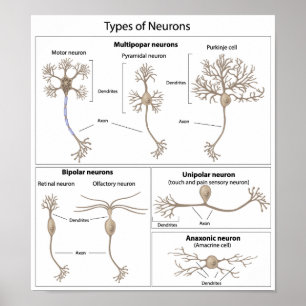 Póster Tipos de poster de la neurona