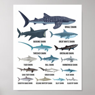 Póster Tipos De Tiburones Tiburones Océano De Identificac