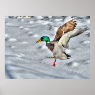 Póster Tira de la foto de vida silvestre del pato Mallard
