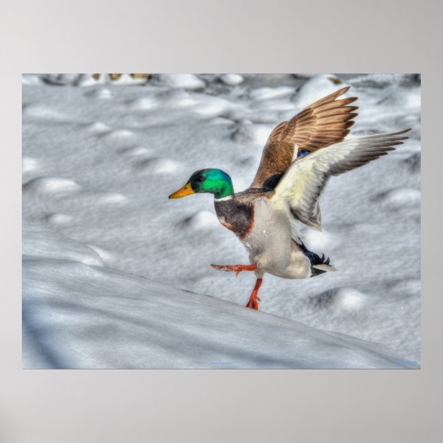 Póster Tira de la foto de vida silvestre del pato Mallard (Frente)