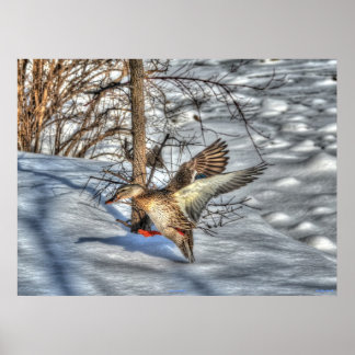 Póster Tira de la foto de vida silvestre del pato Mallard