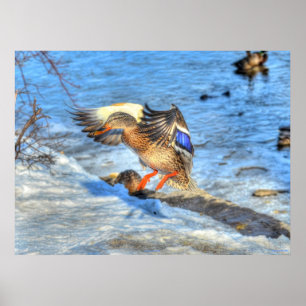 Póster Tira de la foto de vida silvestre del pato Mallard