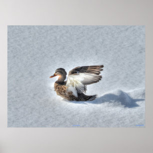 Póster Tira de la foto de vida silvestre del pato Mallard