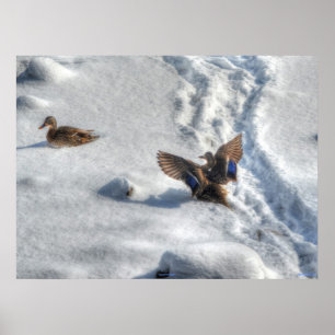 Póster Tira de la foto de vida silvestre del pato Mallard