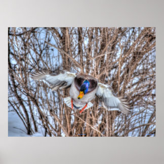 Póster Tira de la foto de vida silvestre del pato Mallard