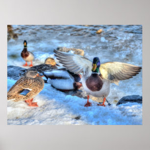 Póster Tira de la foto de vida silvestre del pato Mallard