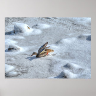 Póster Tira de la foto de vida silvestre del pato Mallard