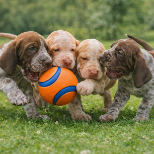 Póster Tira y afloja de cachorro juguetón