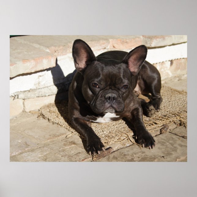 Póster Tired French Bulldog (Frente)
