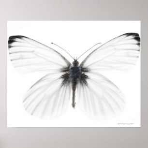 Póster Tiro del estudio de la mariposa blanca
