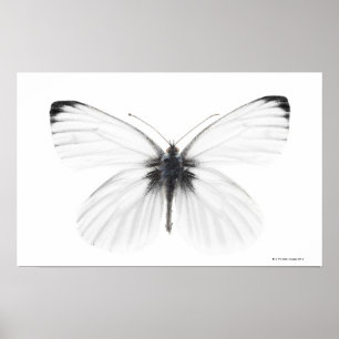 Póster Tiro del estudio de la mariposa blanca