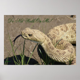Póster Tiro en la cabeza de serpiente de cascabel de prad