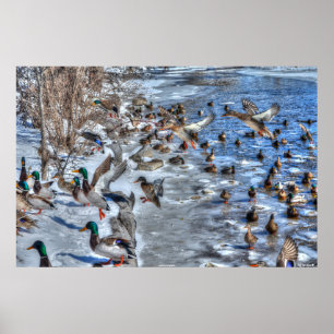 Póster Tiroteo de Ducks Mallard y Drakes Fotografía de Vi