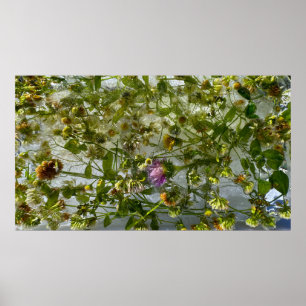 Póster Tístago y trébol picado,