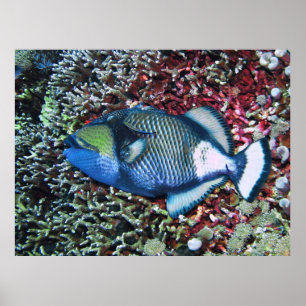 Póster Titan en deposición