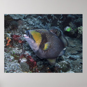 Póster Titan Triggerfish
