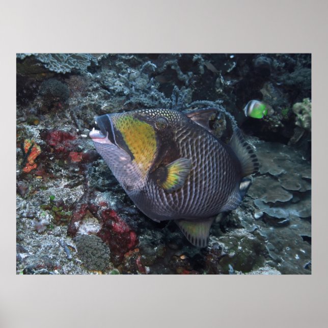 Póster Titan Triggerfish (Frente)