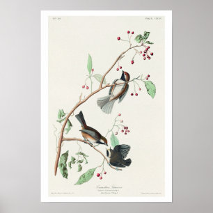 Póster Titmouse canadiense por Poster Audubon
