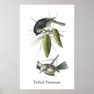 Póster Titmouse copetudo, Juan Audubon